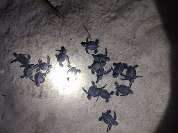 Un millón de estas tortugas fueron liberadas por parte de voluntarios. Foto: (Gobierno de Michoacán)