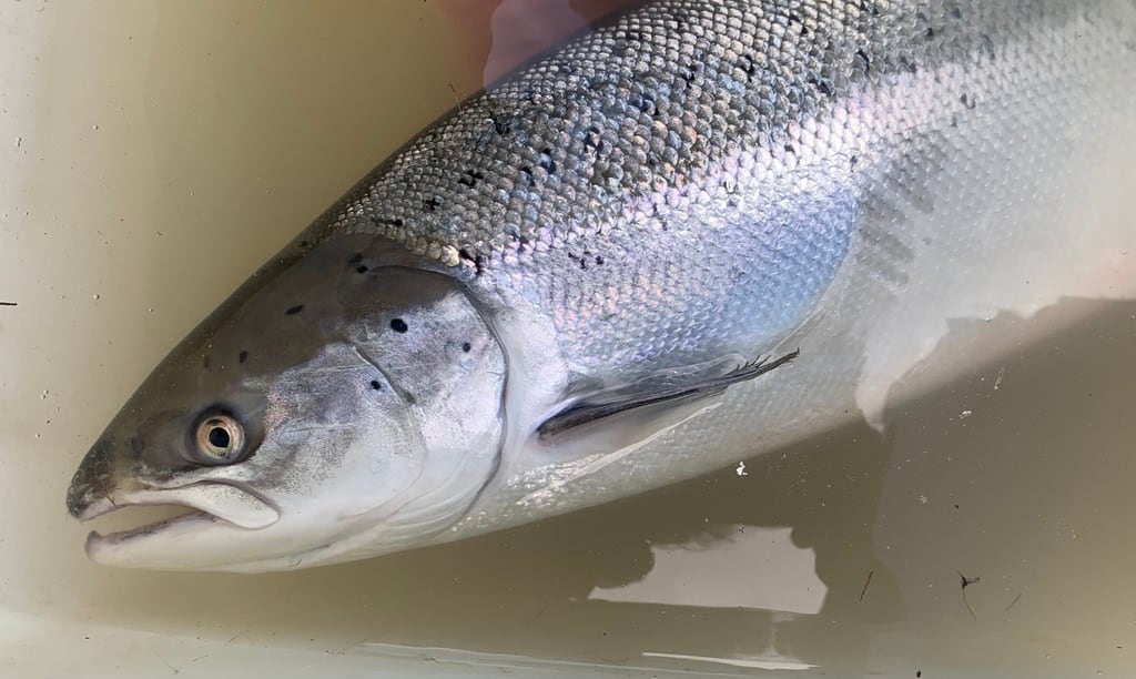 Asturias dice adiós a la pesca del salmón y a su tradicional ‘campanu’: prohibirá su captura en 2027 ante la amenaza de extinción de la especie