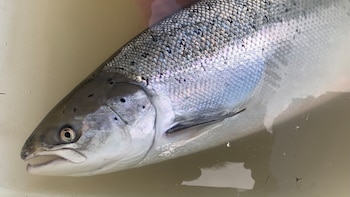 Asturias dice adiós a la pesca del salmón y a su tradicional ‘campanu’: prohibirá su captura en 2027 ante la amenaza de extinción de la especie