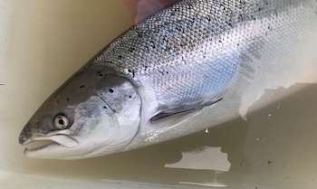 Imagen de archivo de un salmón atlántico pescado. (jelle_wissink/iNaturalist)