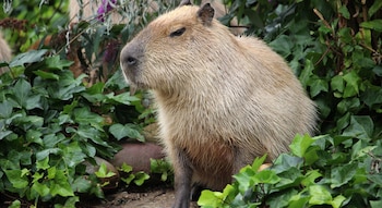 Día de Apreciación del Capibara – capibara – carpincho – Perú – noticias – 10 julio