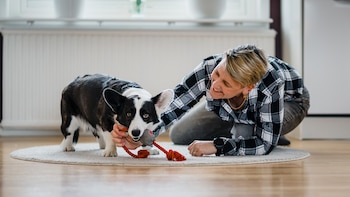 Por qué cinco minutos de juego pueden mejorar la relación con tu perro