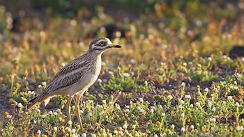 Las aves agrarias sufren un declive en Europa y esto podría tener graves efectos para el campo: España es una de las zonas más afectadas