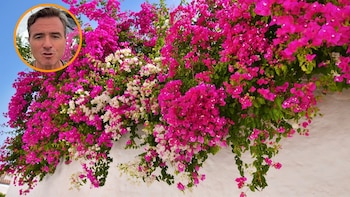 Ángel Illescas, floricultor: “Con estos dos métodos triunfarás para hacer tus esquejes de buganvilla”