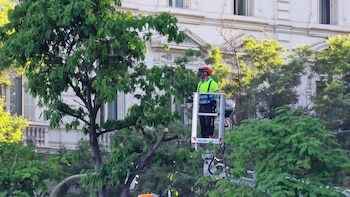 El Ayuntamiento de Madrid retira seis árboles de Cibeles para instalar el escenario de la misa del papa León XIV: esperarán en un vivero hasta ser replantados