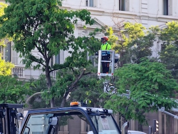 El Ayuntamiento retira 6 árboles en la Plaza de Cibeles de cara a la misa del Papa. (Más Madrid)