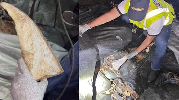 Más de 7000 aletas de