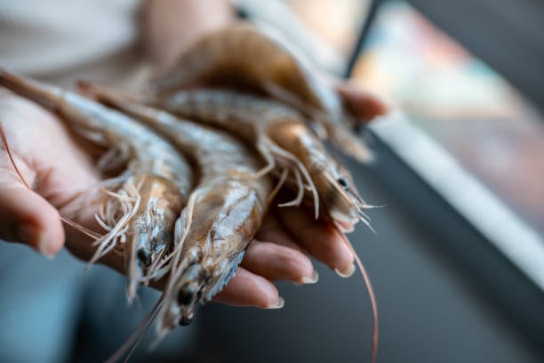 Conapesca exige inventarios oficiales y la Guía de Pesca para transportar camarón procedente de áreas bajo veda. Foto: (Jesús Tovar Sosa/Infobae)