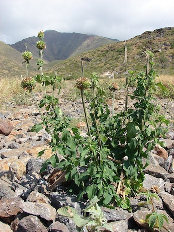 El cardo ayuda a prevenir