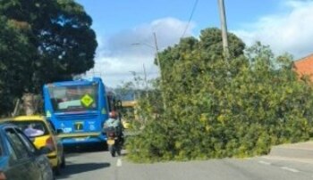 Se cayó un árbol en Tunjuelito - crédito Bogotá Tránsito