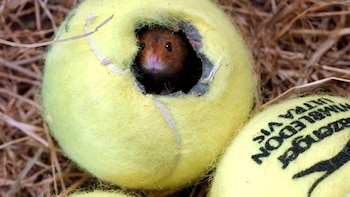 Un ratón dentro de una pelota de tenis (EFE/David Hollins)