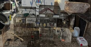 Rescataron 20 aves exóticas en