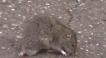 La infestación en esta zona