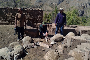 Tres hombres en un campo con montañas de fondo. Un hombre arrodillado sostiene un cordero, yace ganado ovino muerto en el suelo
