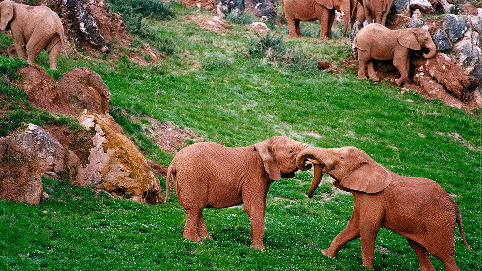 Dos elefantes peleando. (Parque Natural de Cabárceno)