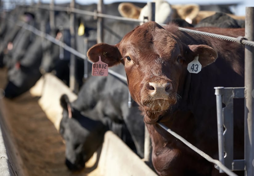 Las solicitudes para el programa de alivio arancelario en Nueva York vencen el 11 de agosto de 2026 (AP).