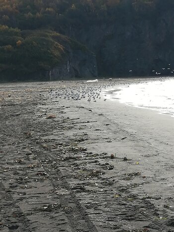 Advierten un posible desastre ecológico