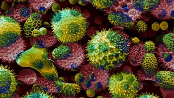 Virus HTLV-1, la pandemia silenciosa: