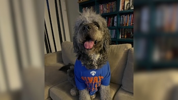 Dramático video: la policía mató a un perro tras una denuncia por gritos durante una celebración por los Knicks