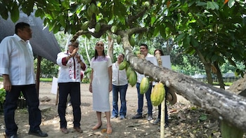 Claudia Sheinbaum anunció un proyecto para el "precio justo" del cacao en Tabasco. (Foto: Presidencia)