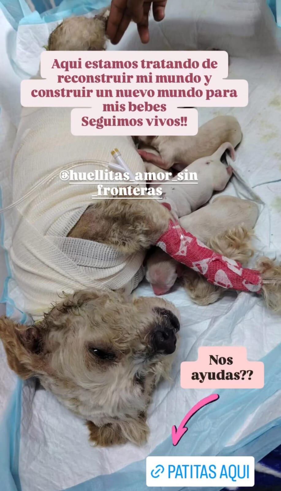 Cereza ha mostrado que se está recuperando junto a sus crías. Foto: (Captura de pantalla)