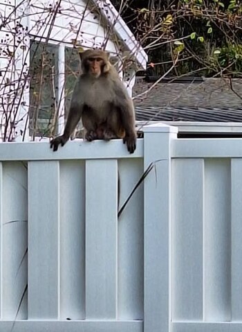 La presencia de monos en