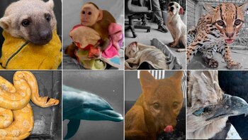 Cientos de animales tuvieron una