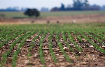 Plantas de trigo modificadas genéticamente