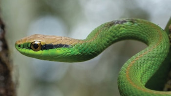 Encuentran 38 especies en la selva de Misiones y alertan por el impacto de los pastizales exóticos