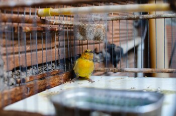 Este caso de maltrato animal