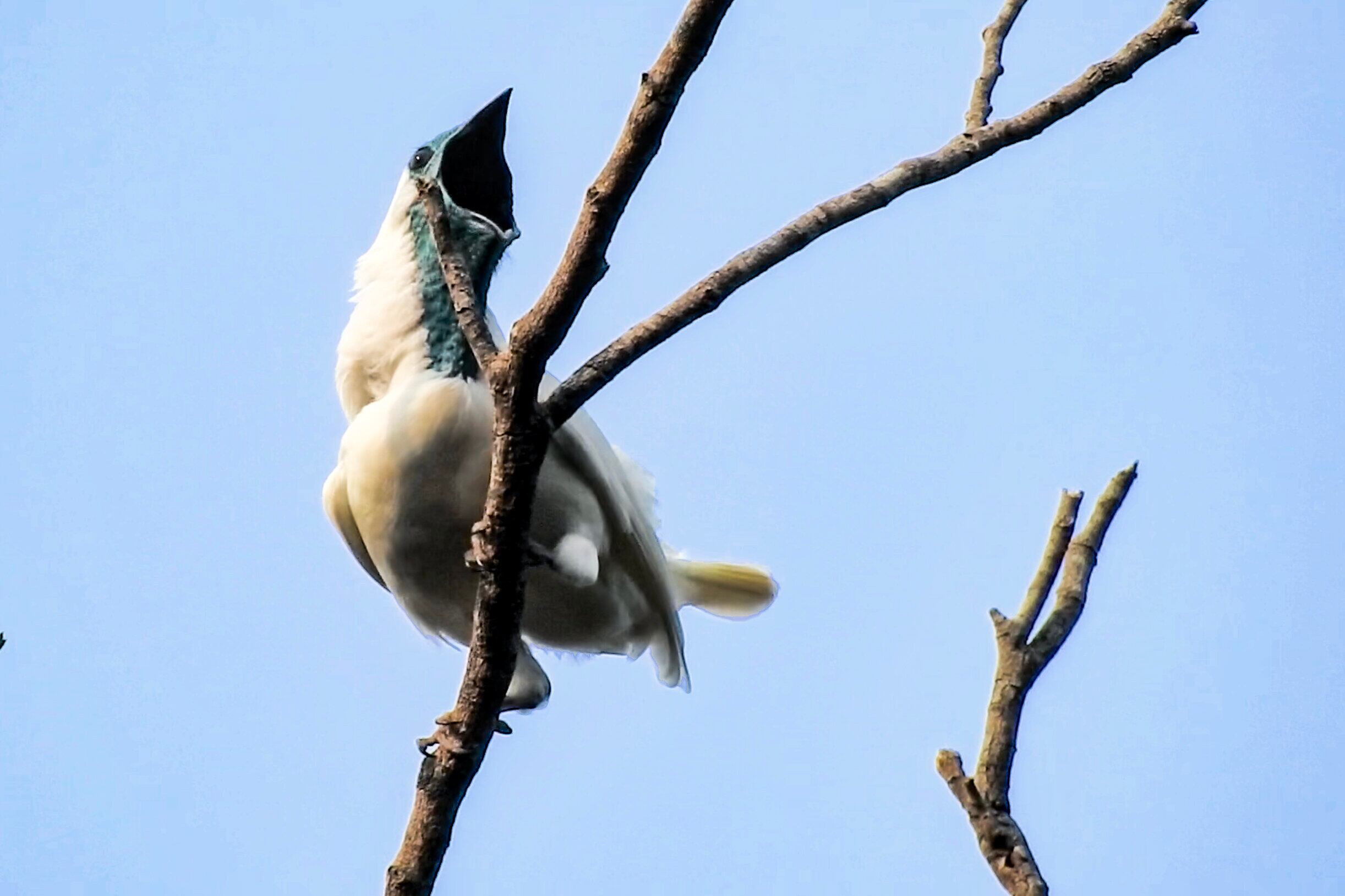 El pájaro campana, también conocido como campanero de garganta desnuda, fue identificado como una de las dos especies con llamados que superan los 120 decibelios (Universidad de Massachusetts Amherst)