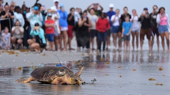 Una tortuga marina sin una