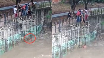 Entre varios ayudaron al animal