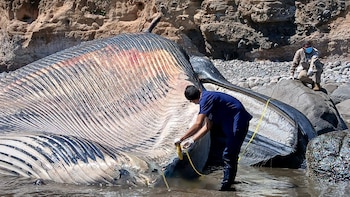 Equipos multidisciplinarios, asesorados por expertos