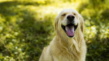 Los perros hacen que nuestras