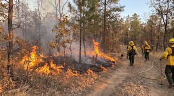 Incendio de maleza con llamas y humo en un bosque. Varios bomberos con uniformes amarillos, cascos, herramientas y una manguera en un camino de tierra.