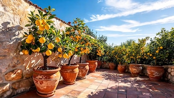 Seis frutales que pueden cultivarse en maceta y resisten el frío: cómo tener frutas frescas todo el invierno