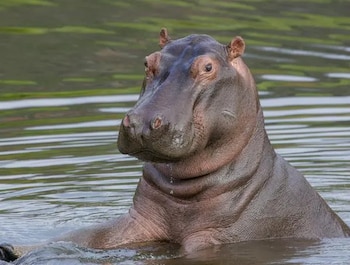 Los hipopótamos han sido el