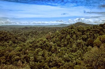 Las selvas tropicales de Borneo