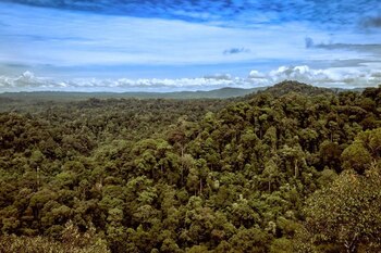 Las selvas tropicales de Borneo