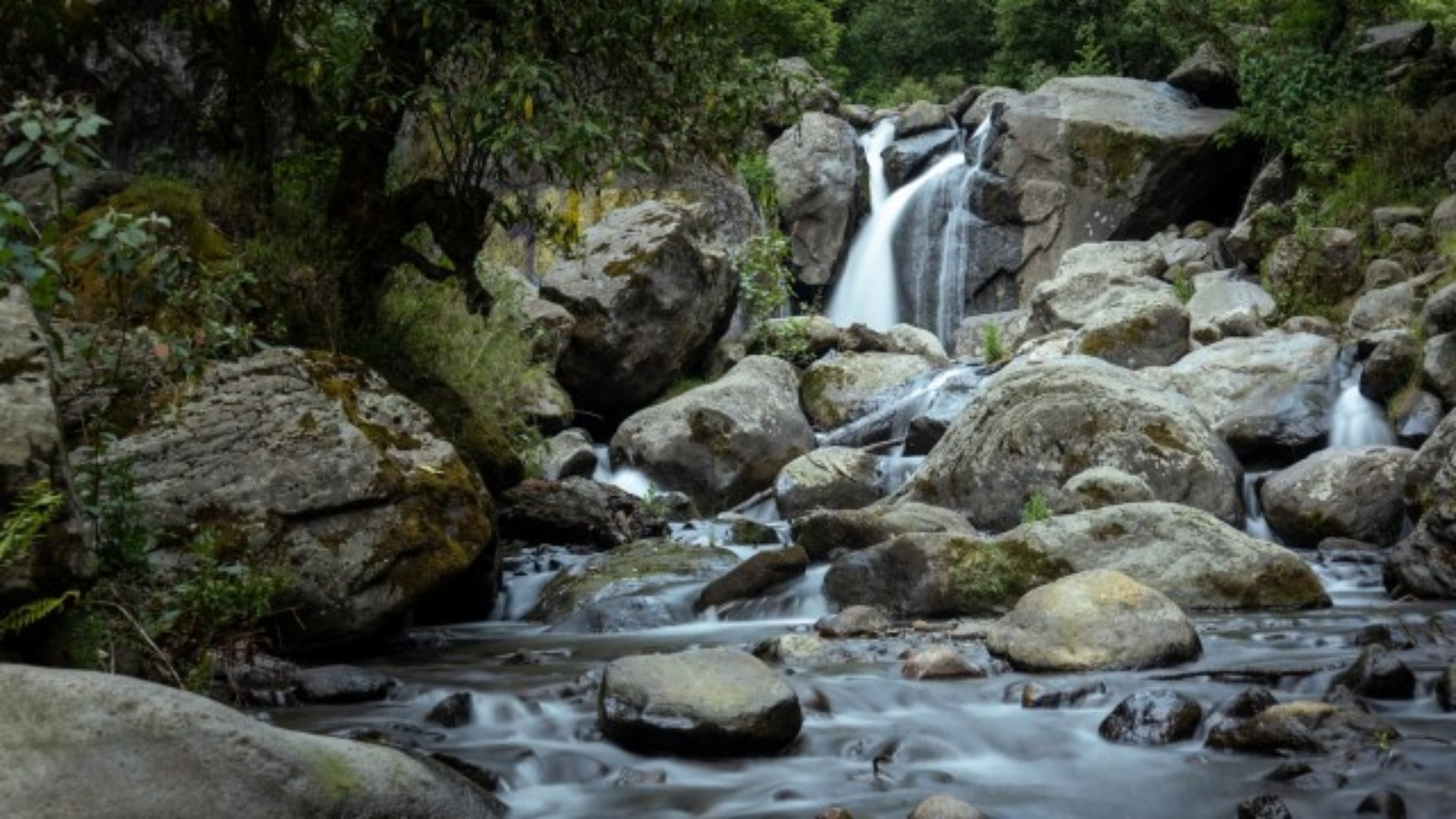 Esta zona comprende 30 municipios y 7 alcaldías; además, alberga 21 áreas naturales protegidas. (Sedema)