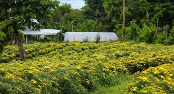 El proyecto familiar Floricultura Los Tachos creció desde una parcela de cuarenta plantas hasta tres cuartos de manzana. (Foto: Catarina Siempre más allá)