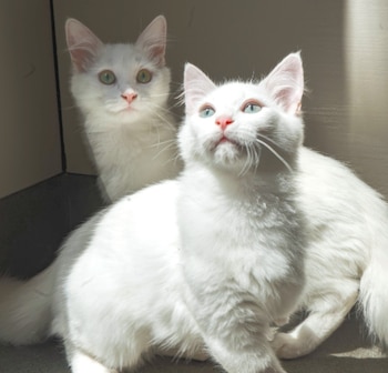 Gelato y Sorbet, los gatos