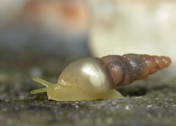 Presencia de la especie Allopeas gracile en el Aeropuerto Internacional de Tocumen. (Tomado de Internet)