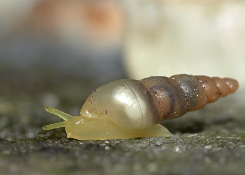 Presencia de la especie Allopeas gracile en el Aeropuerto Internacional de Tocumen. (Tomado de Internet)