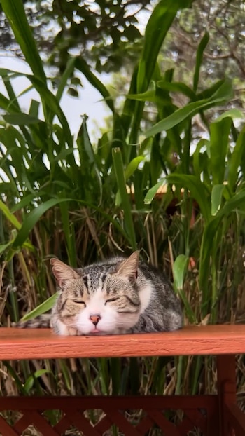 Fundado en 2006, el santuario