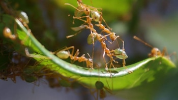 La inteligencia colectiva en la