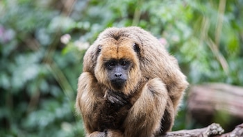 Día Mundial del Mono: 6