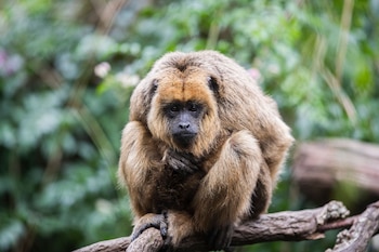 El Día Mundial del Mono