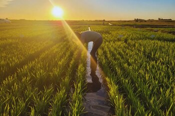 Producción mundial de arroz 2024